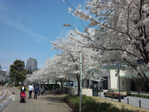 2014年 ミッドタウンガーデンの桜並木