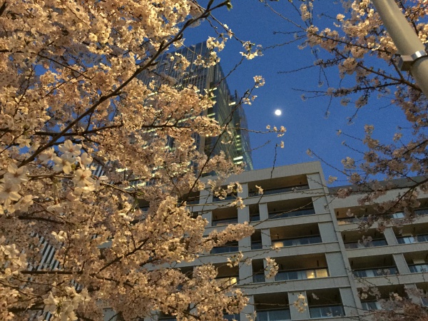 2015年　ミッドタウンガーデン夜桜