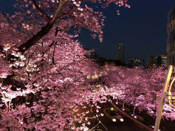 2015年　ミッドタウンガーデン夜桜