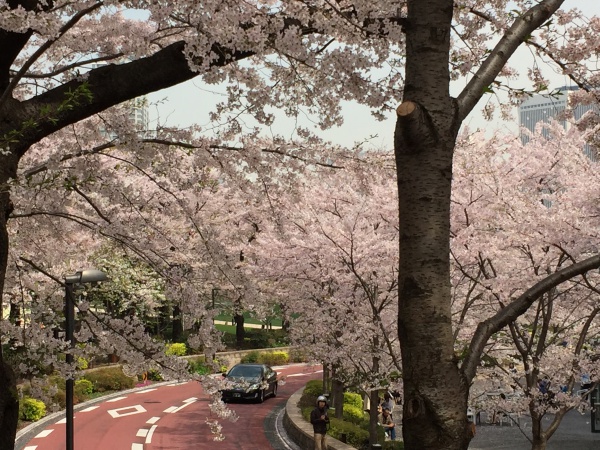 2016年　ミッドタウンガーデンの満開の桜