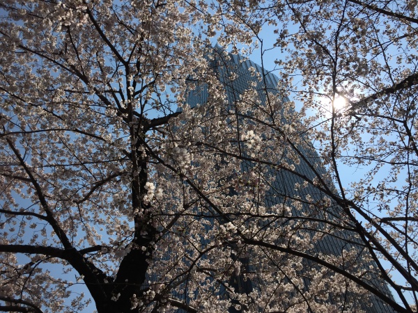 2017年　ミッドタウンガーデンの満開の桜